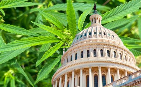 Cannabis MSOs rise amid renewed hope for federal marijuana legalization