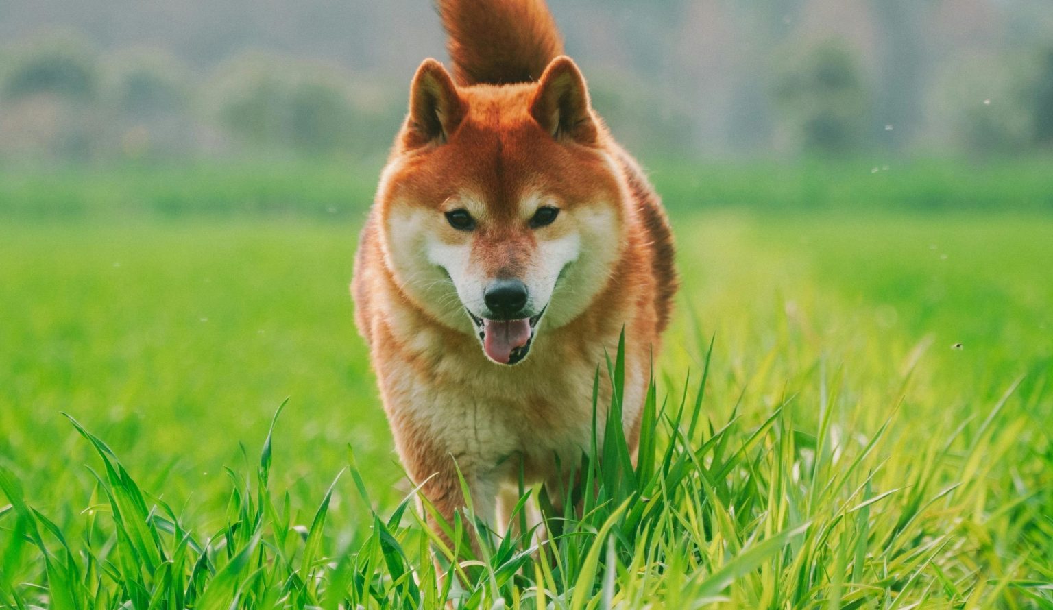 Here’s Why The Dogecoin And Shiba Inu Prices Have Been On A Recovery Trend