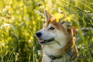 Here’s Why The Dogecoin And XRP Prices are Jumping Again